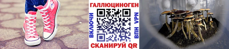 Купить где  Железноводск  Псилоцибиновые грибы прущие грибы 